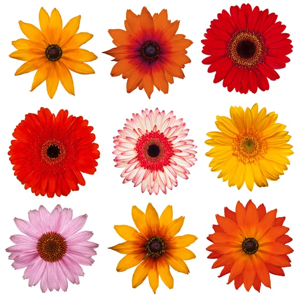 Kolekce květin — Stock fotografie