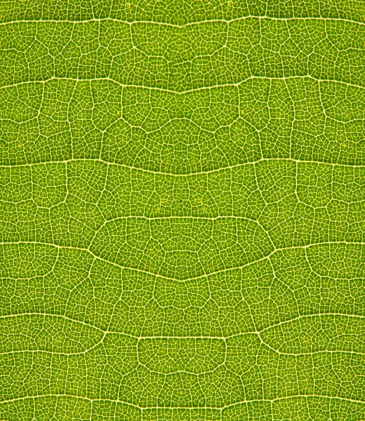 Textura de hoja verde — Foto de Stock