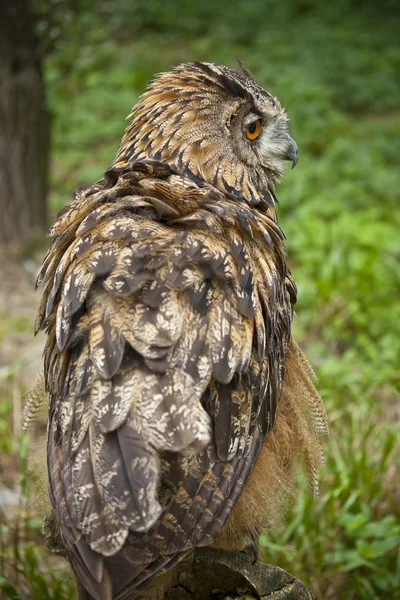 Owl in de heup — Stockfoto