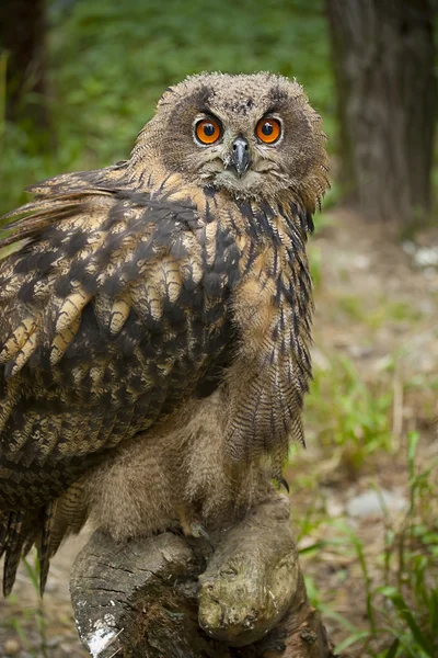 Owl in de heup — Stockfoto