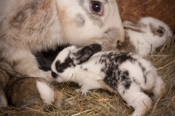 Famille de lapins — Photo