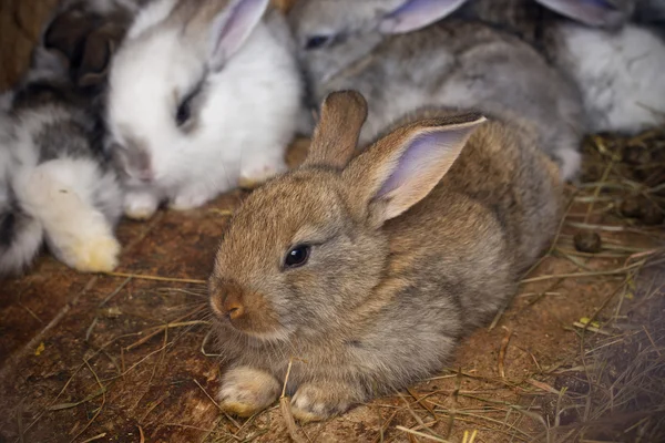 Kaninchenfamilie — Stockfoto