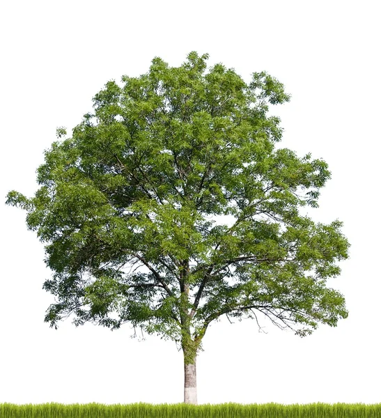 Ayrı Ağaç — Stok fotoğraf