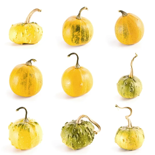 Pumpkin collection — Stock Photo, Image