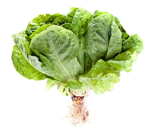 Lettuce Stock Image