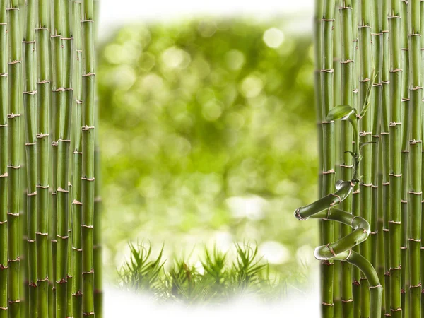 Fronteira de bambu Fotos De Bancos De Imagens