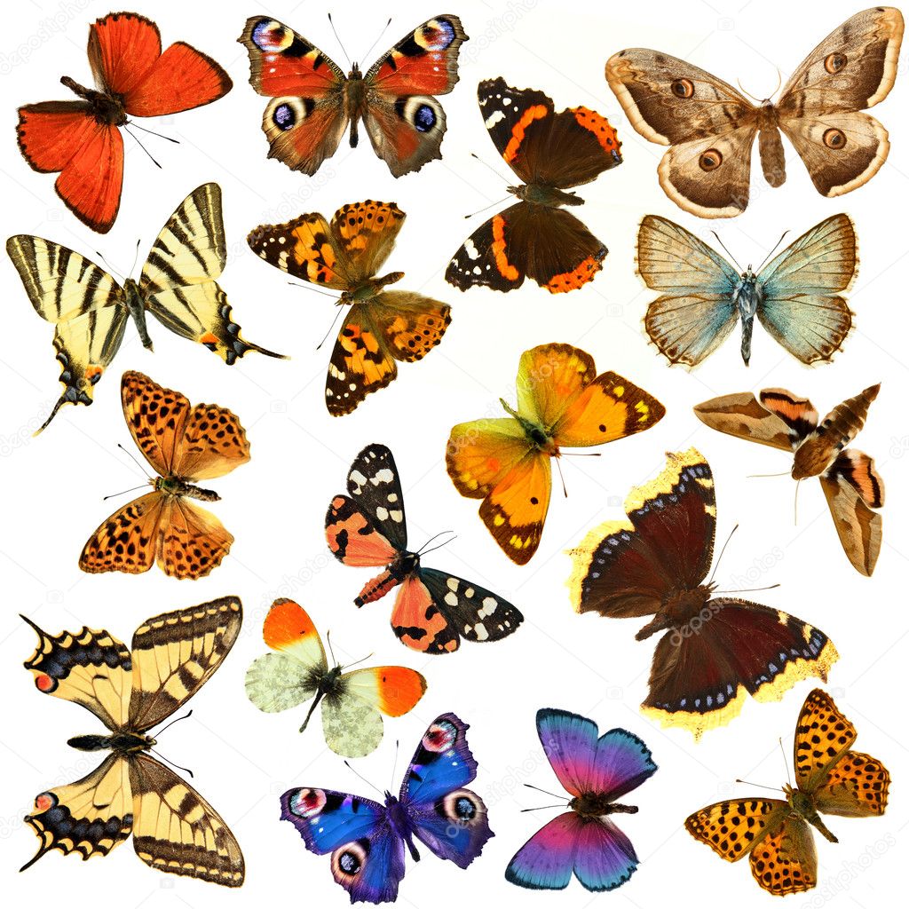 Butterfly group