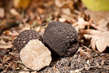 Black truffles clipart