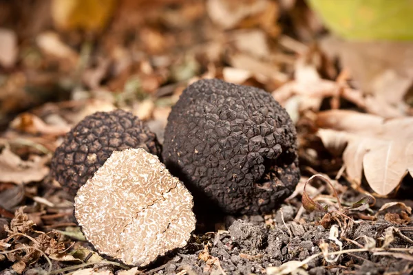Black truffles — Stock Photo, Image