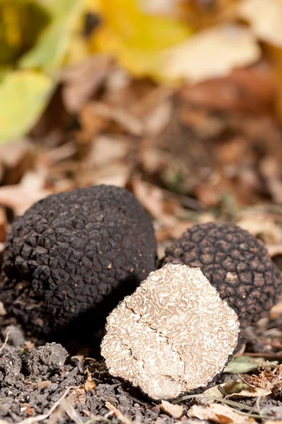 Siyah truffles — Stok fotoğraf