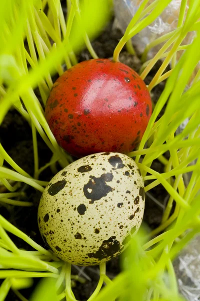 Uova di Pasqua — Foto Stock