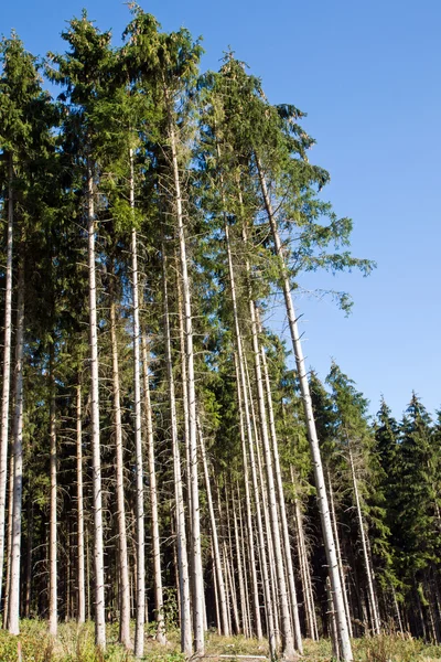 Algumas árvores de abeto alto — Fotografia de Stock