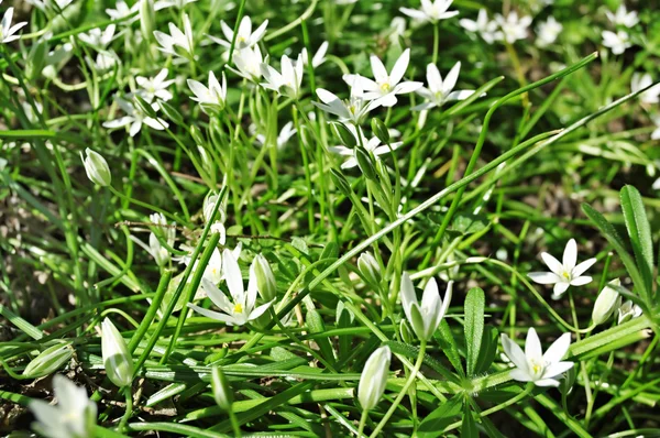 stock image White flowers