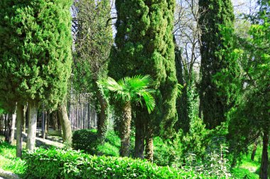 güzel tropik park