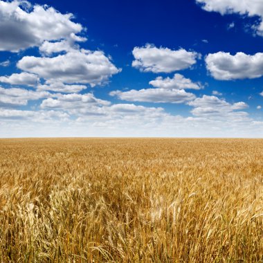 Wheat field clipart