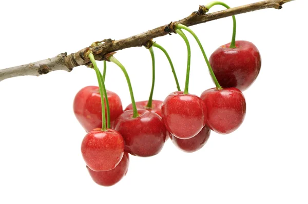 Twig sweet cherries — Stock Photo, Image