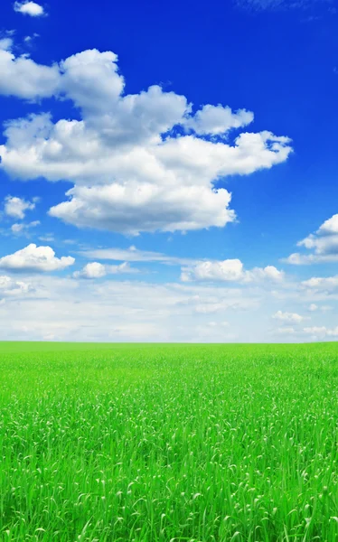 Field and the blue sky — Stock Photo, Image