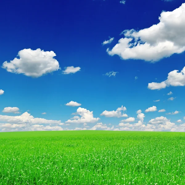 Veld en de blauwe hemel — Stockfoto