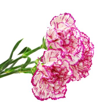 Carnations clipart