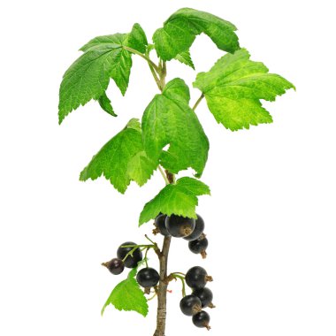 Black currant clipart