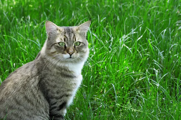 Macska a zöld fű háttér — Stock Fotó