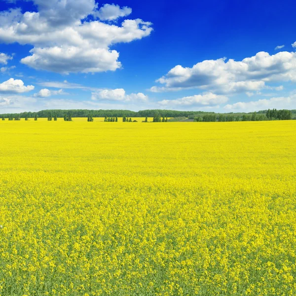 Wiosną pola — Zdjęcie stockowe
