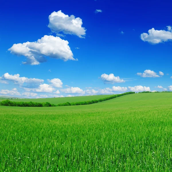 Fältet och den blå himlen — Stockfoto