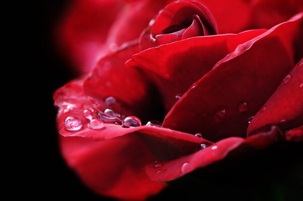 Rain drop on red rose