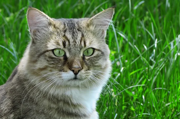 Gato sobre un fondo de una hierba verde — Foto de Stock