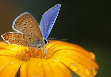 Blue butterfly clipart