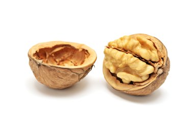 Walnut clipart