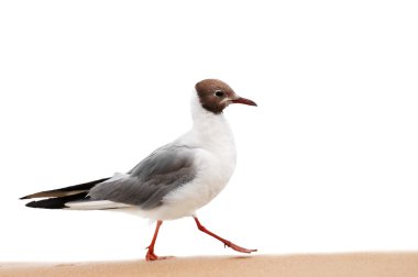 Seagull clipart