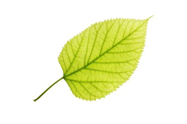 Leaf of a plant close up clipart