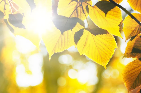 Işıklı ağaçlar güneş — Stok fotoğraf