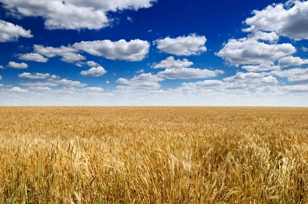 Pole pszenicy i błękitne niebo — Zdjęcie stockowe