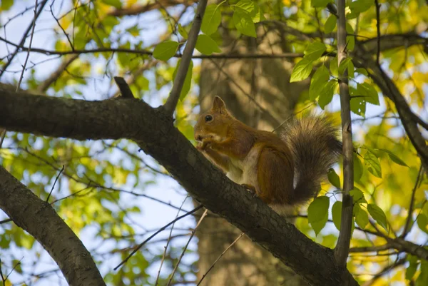 stock image Red squirrel