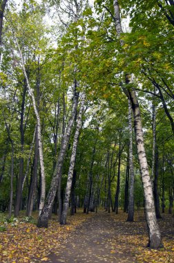 sonbahar park izlemek