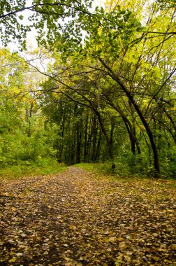 sonbahar park izlemek