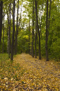 sonbahar park izlemek