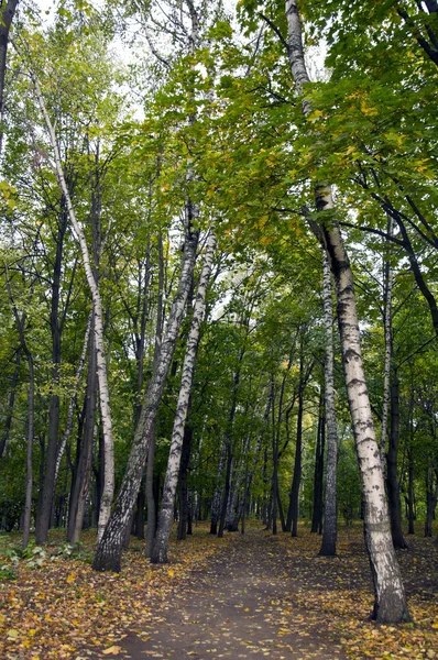 stock image Track in autumn park