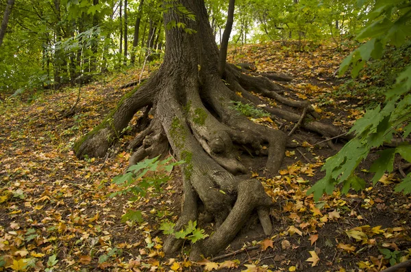 Kořeny stromů na svahu — Stock fotografie