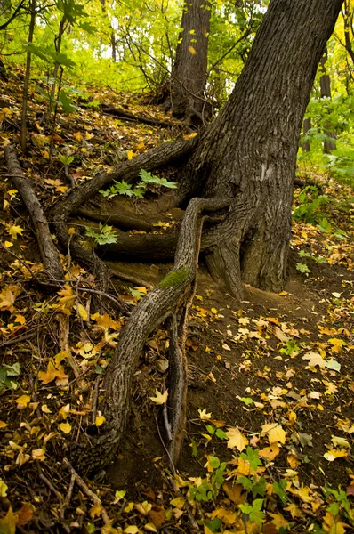 Roots of the trees on the slope — Stock Photo, Image