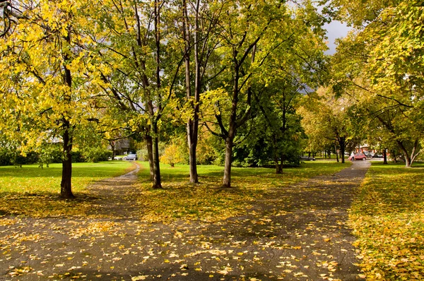 Bijhouden in herfst park — Stockfoto