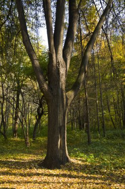 sonbahar park izlemek