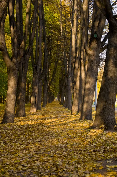 Track in autumn park — Stock Photo, Image