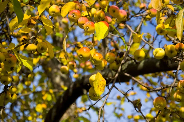 Stock image A branch of ripe apples