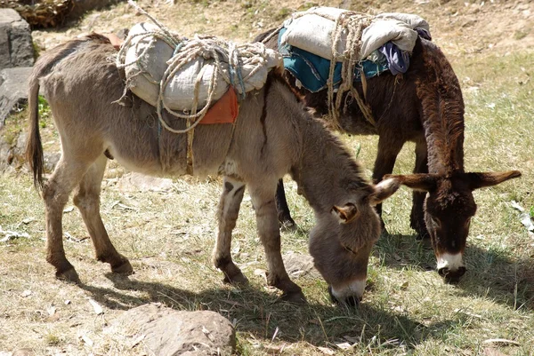 Asini in Etiopia — Foto Stock