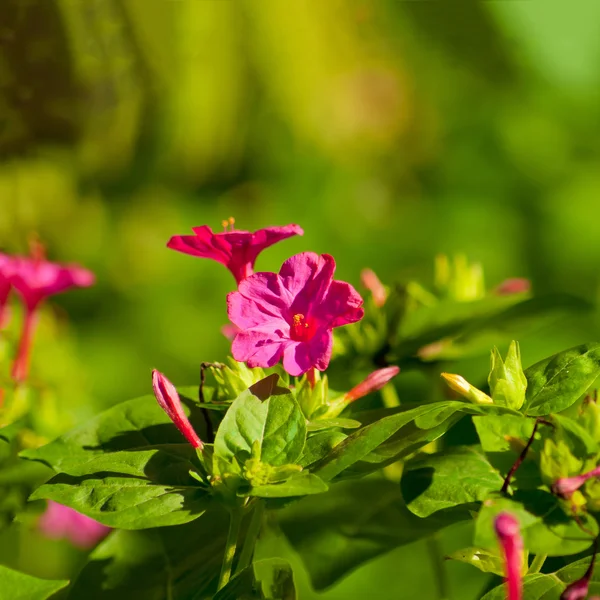 En vacker rabatt med rosa blommor — Stockfoto