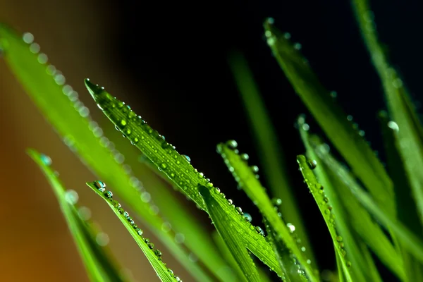 Gotas sobre hierba — Foto de Stock