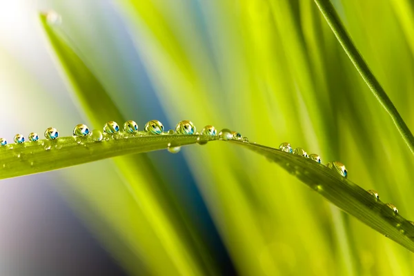 Gotas sobre hierba — Foto de Stock
